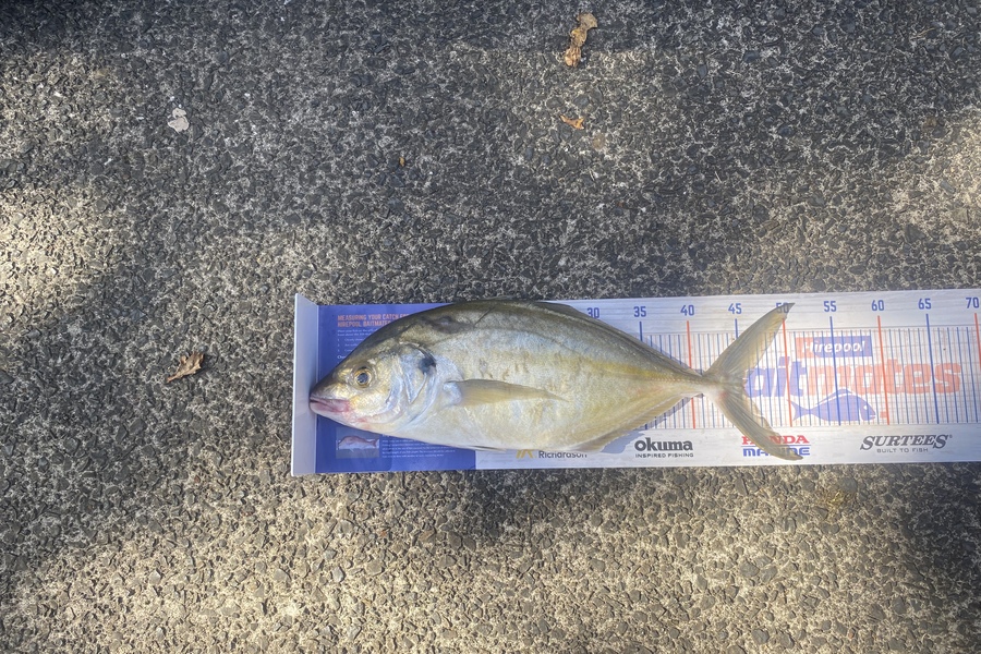 Steve Ryder caught this 45.0cm Trevally at Pouto  during The Hirepool Baitmates Fishing Comp