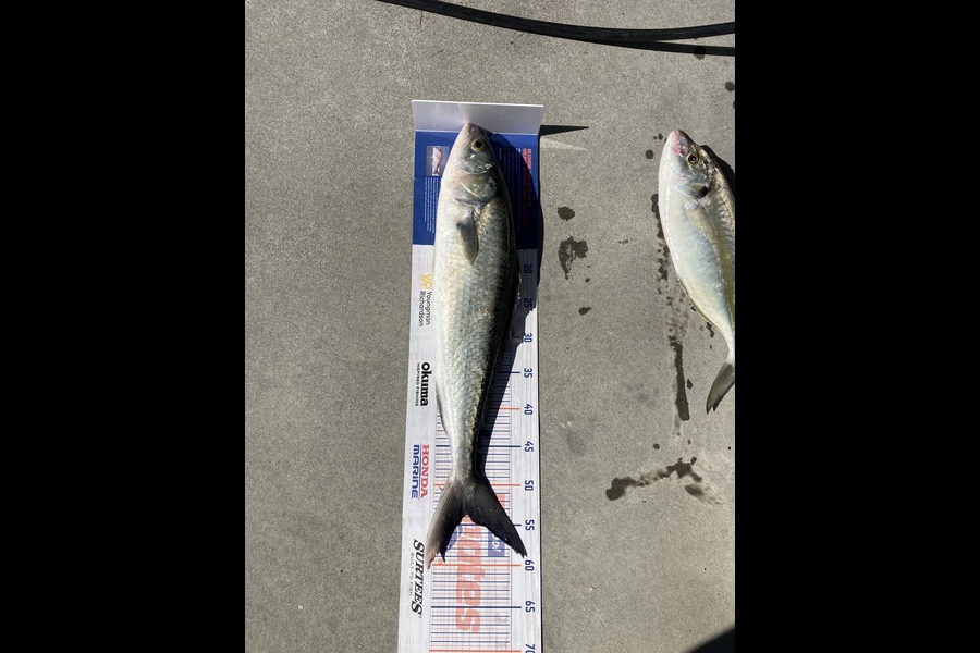 Aden Herbert caught this 53.5cm Kahawai at My Maunganui during The Hirepool Baitmates Fishing Comp