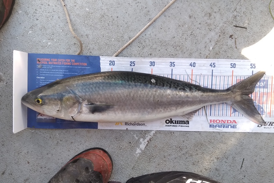 Sam earle caught this 54.0cm Kahawai at Manukau harbour during The Hirepool Baitmates Fishing Comp