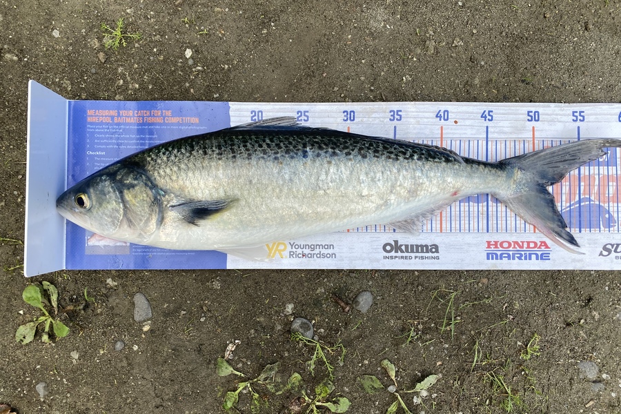 Kyle Hunt caught this 51.0cm Kahawai at Wanganui during The Hirepool Baitmates Fishing Comp