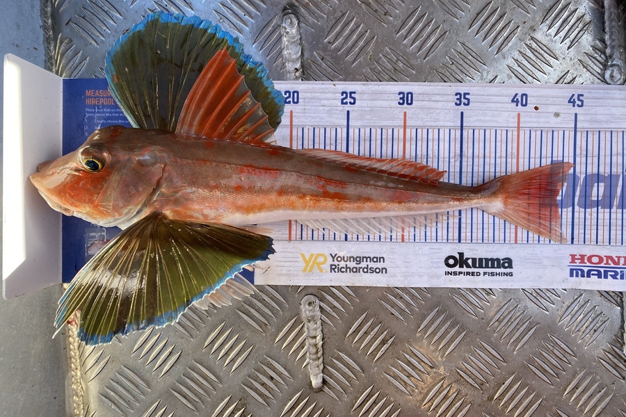 Kyle Hunt caught this 43.5cm Gurnard at Wanganui during The Hirepool Baitmates Fishing Comp