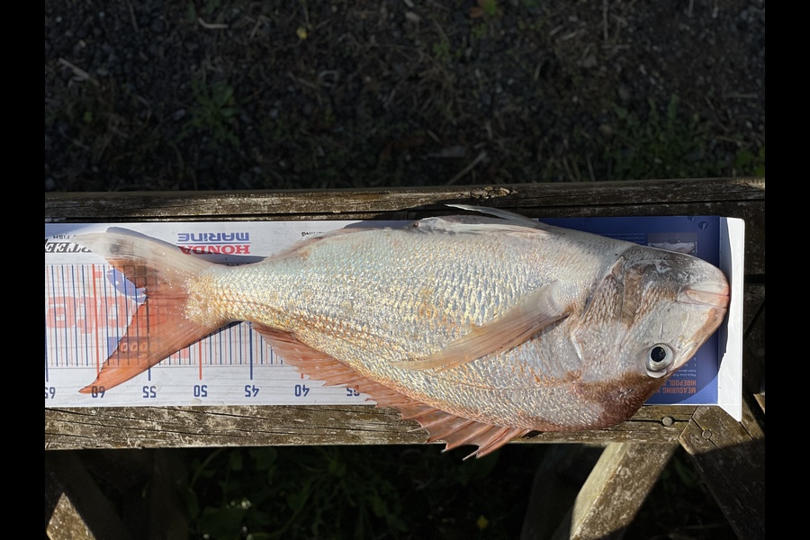 Morgan Campbell caught this 55.0cm Snapper at Thames  during The Hirepool Baitmates Fishing Comp