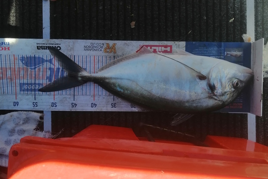Riki Archer caught this 46.5cm Trevally at Tauranga  during The Hirepool Baitmates Fishing Comp
