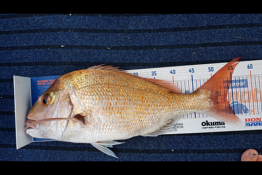 Glenn Lucas caught this 53.5cm Snapper at Kawau  during The Hirepool Baitmates Fishing Comp