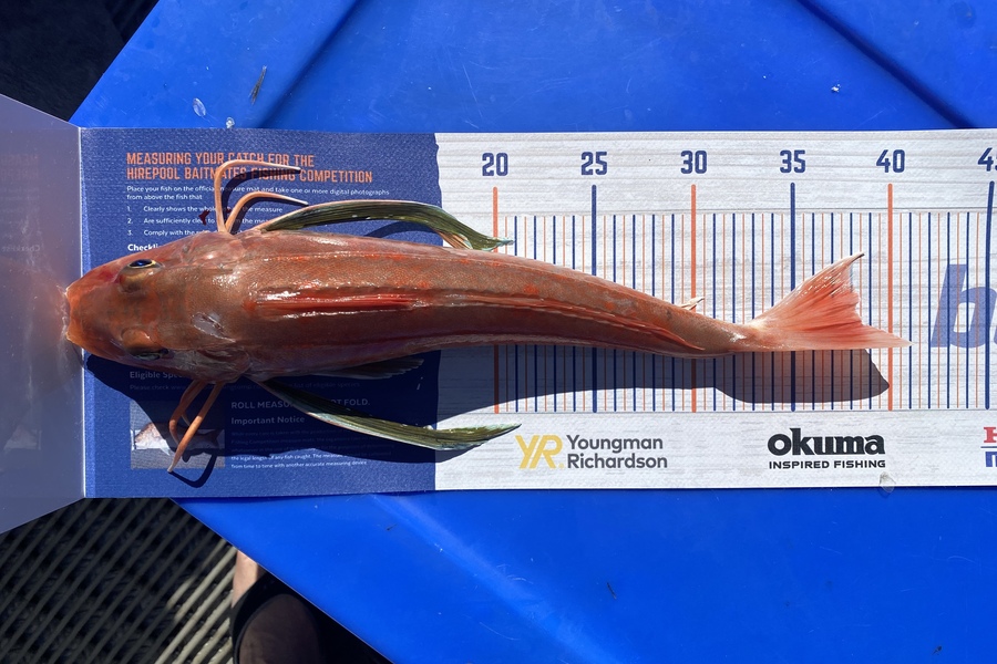 Craig Gowler caught this 38.0cm Gurnard at HAWKESBAY  during The Hirepool Baitmates Fishing Comp