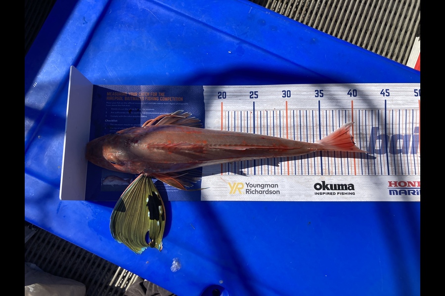 Nigel Grootjans caught this 40.0cm Gurnard at Napier during The Hirepool Baitmates Fishing Comp