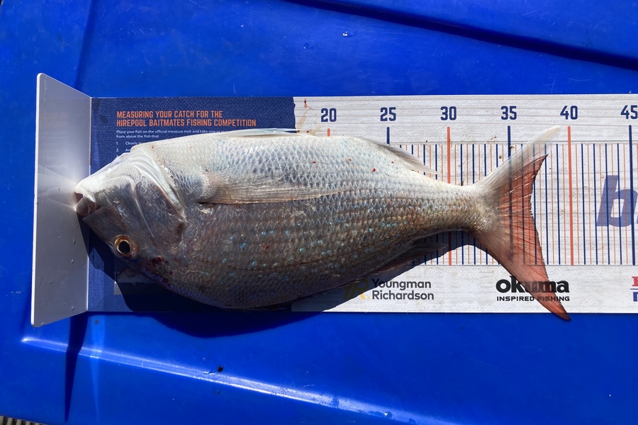 Nigel Grootjans caught this 36.5cm Snapper at Napier during The Hirepool Baitmates Fishing Comp