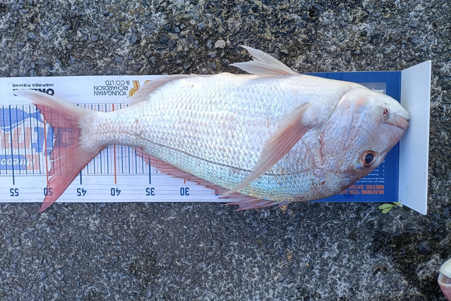 Andrew Cornelder caught this 48.5cm Snapper at Tauranga  during The Hirepool Baitmates Fishing Comp