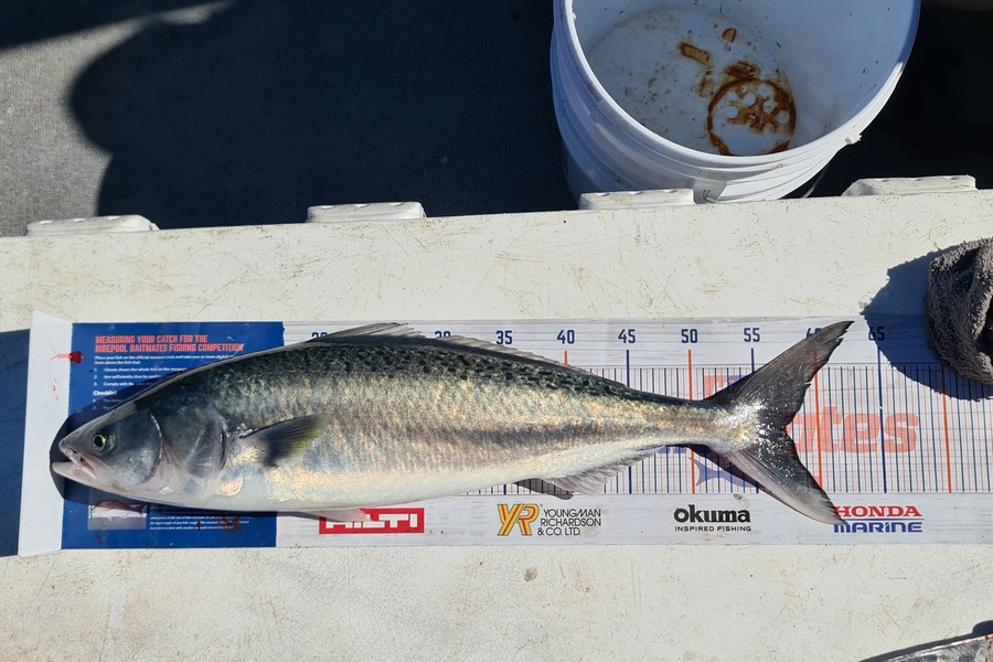 Bevan Harris caught this 57.0cm Kahawai at Waitara during The Hirepool Baitmates Fishing Comp