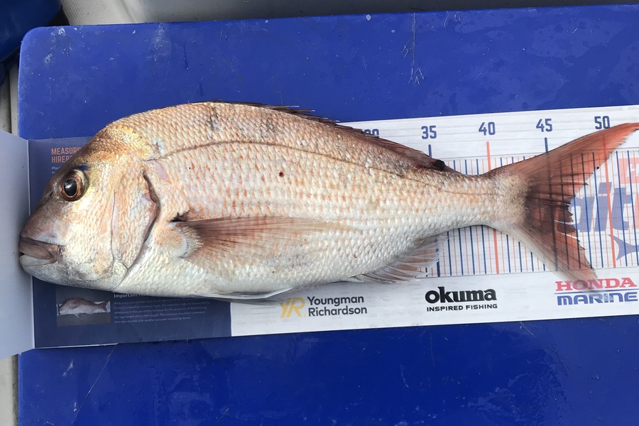 Steve  Varley caught this 46.5cm Snapper at Bream Bay during The Hirepool Baitmates Fishing Comp