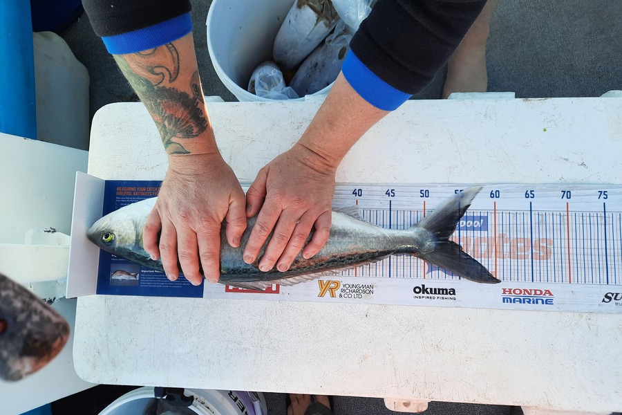 Aaron Frost caught this 53.5cm Kahawai at Waitara during The Hirepool Baitmates Fishing Comp