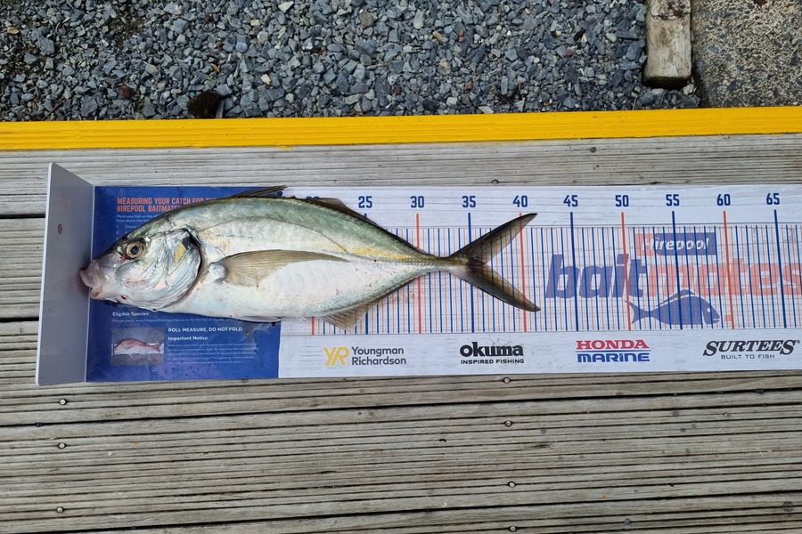 Smith Matthew caught this 36.5cm Trevally at Bay of islands  during The Hirepool Baitmates Fishing Comp