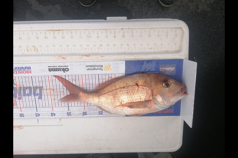Larry Temperley caught this 34.0cm Snapper at Bream Bay during The Hirepool Baitmates Fishing Comp