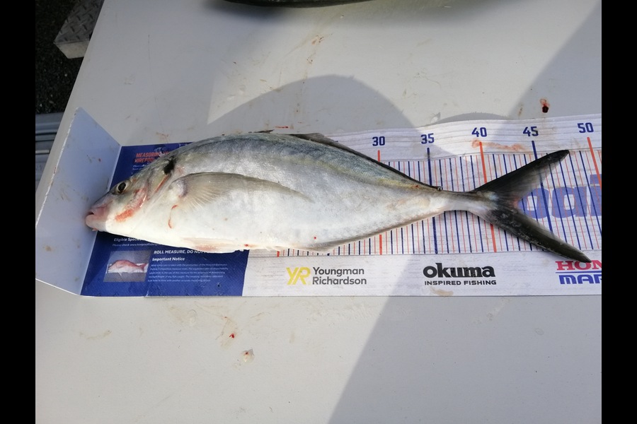 Larry Temperley caught this 42.0cm Trevally at Bream Bay during The Hirepool Baitmates Fishing Comp