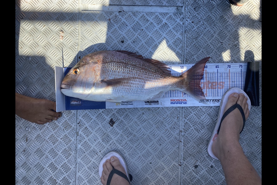 Josiah Atkinson caught this 57.5cm Snapper at Ohope  during The Hirepool Baitmates Fishing Comp