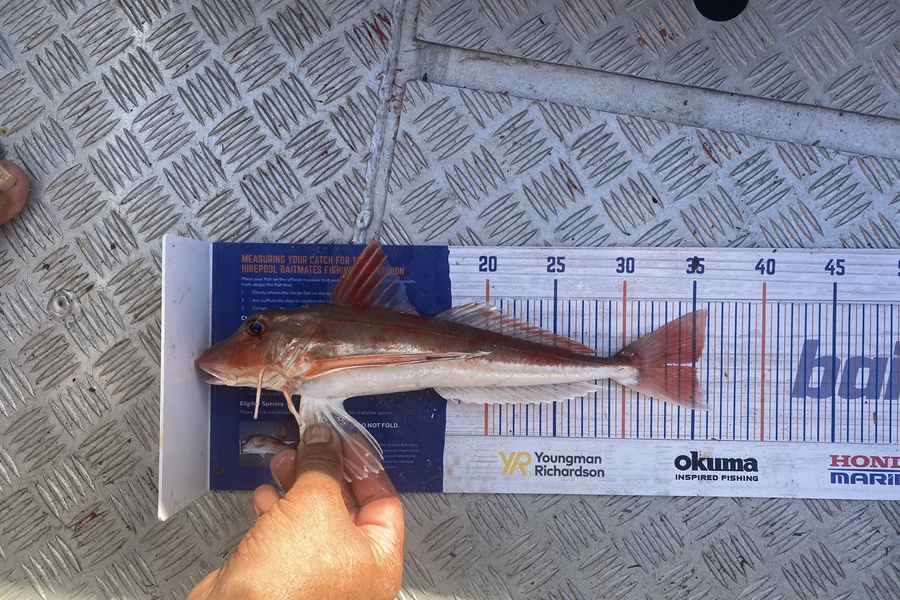 Josiah Atkinson caught this 35.0cm Gurnard at Ohope during The Hirepool Baitmates Fishing Comp