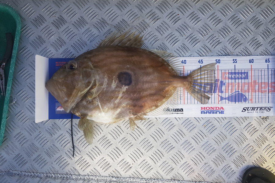 Levi kendall caught this 49.0cm John Dory at New Plymouth  during The Hirepool Baitmates Fishing Comp