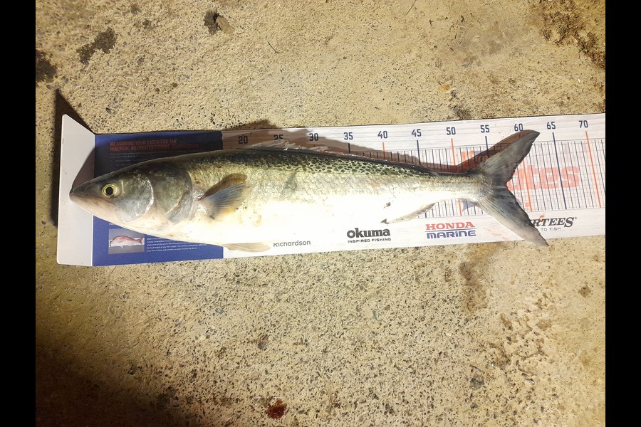 Tim Hagan caught this 57.0cm Kahawai at west coast/mana during The Hirepool Baitmates Fishing Comp