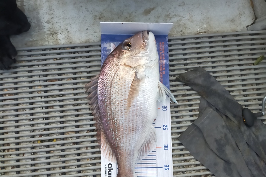 Liam Baker caught this 42.5cm Snapper at Kaipara during The Hirepool Baitmates Fishing Comp