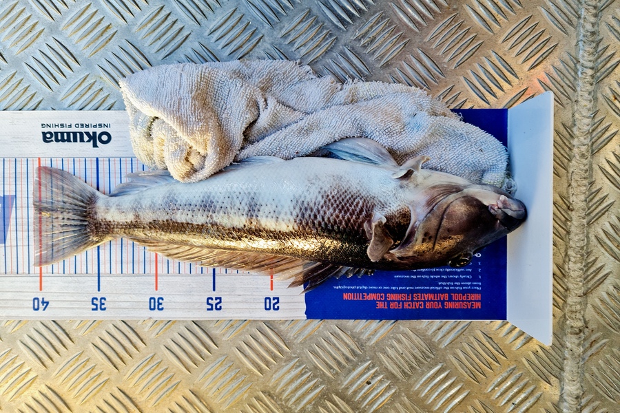 Neil Travers caught this 40.5cm Blue Cod at New Plymouth  during The Hirepool Baitmates Fishing Comp