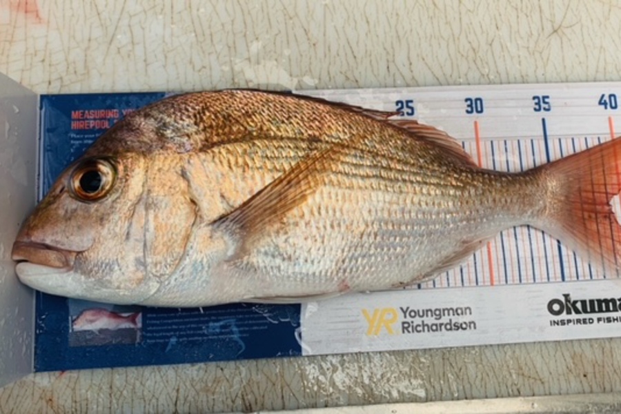 Douglas Jewson caught this 39.0cm Snapper at Near Army Bay  during The Hirepool Baitmates Fishing Comp
