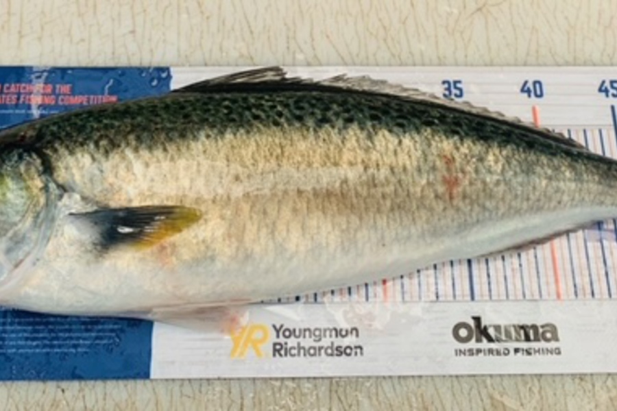 Douglas Jewson caught this 51.0cm Kahawai at Near Army Bay  during The Hirepool Baitmates Fishing Comp