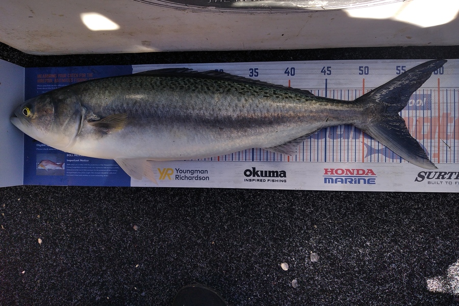 Alex Devine caught this 54.5cm Kahawai at Kawakawa Bay-orerepoint  during The Hirepool Baitmates Fishing Comp