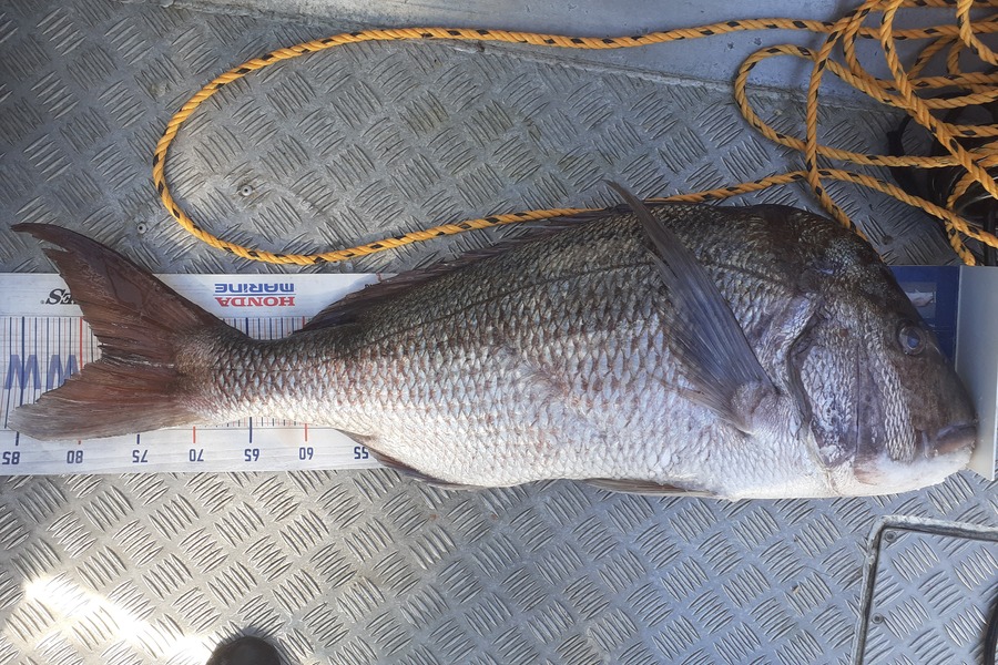 Nick Schwarzer caught this 78.0cm Snapper at Mayor Island  during The Hirepool Baitmates Fishing Comp
