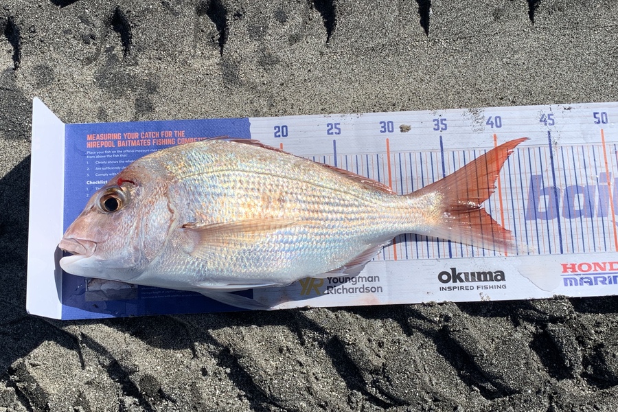 Shannon Millar caught this 38.0cm Snapper at Papamoa East during The Hirepool Baitmates Fishing Comp