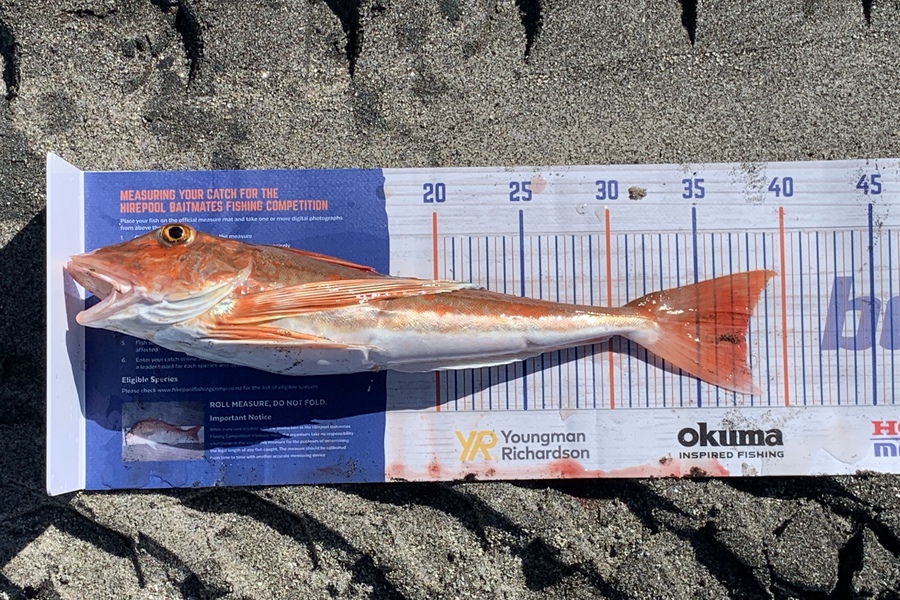Shannon Millar caught this 37.5cm Gurnard at Papamoa East during The Hirepool Baitmates Fishing Comp