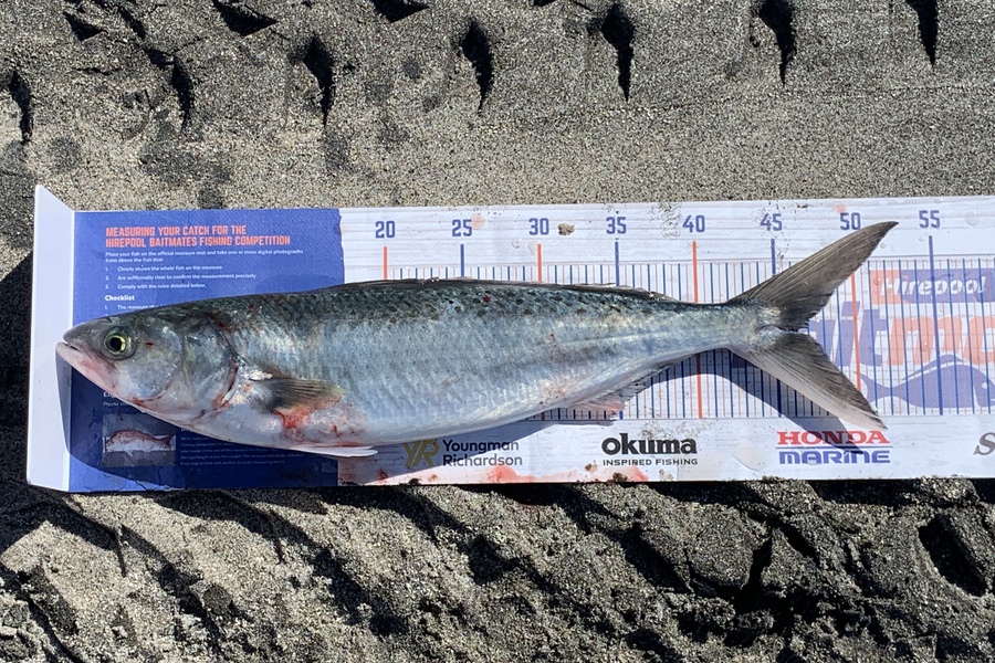 Shannon Millar caught this 46.5cm Kahawai at Papamoa East  during The Hirepool Baitmates Fishing Comp