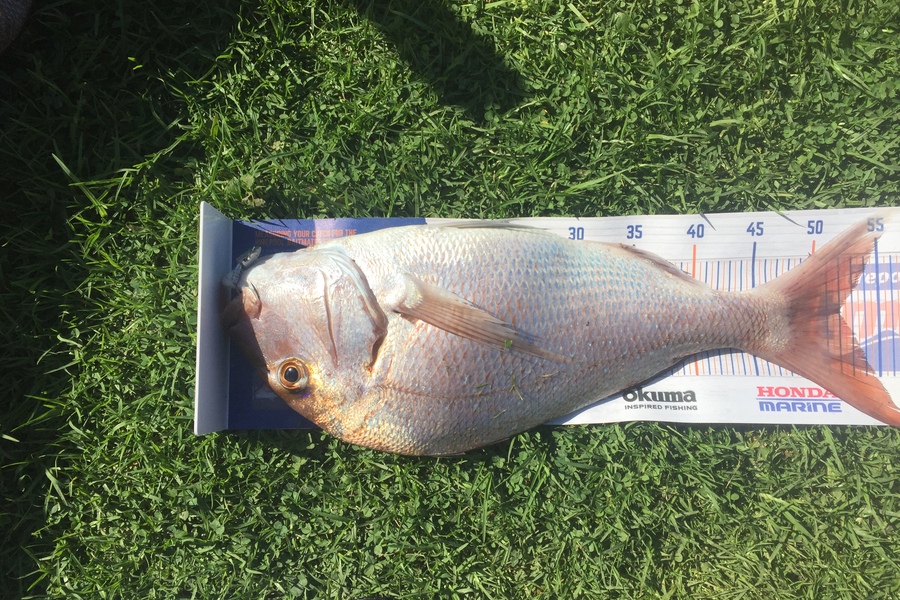 James Fitzgerald caught this 52.0cm Snapper at Oakura Whangaruru  during The Hirepool Baitmates Fishing Comp