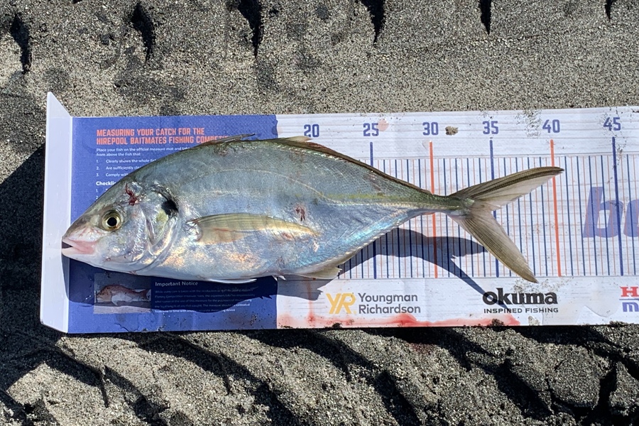 Shannon Millar caught this 34.5cm Trevally at Papamoa East  during The Hirepool Baitmates Fishing Comp
