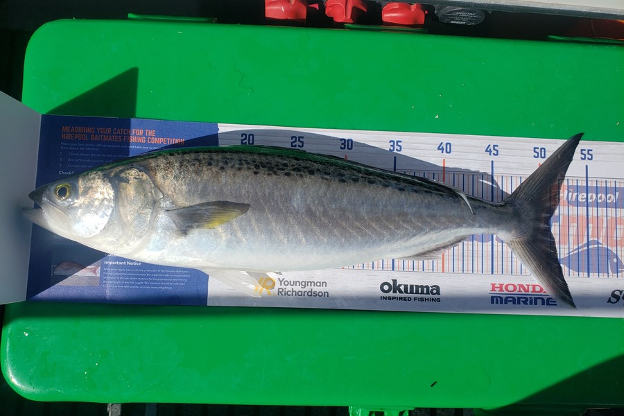 Emma Lovett caught this 51.0cm Kahawai at Manukau Harbour during The Hirepool Baitmates Fishing Comp