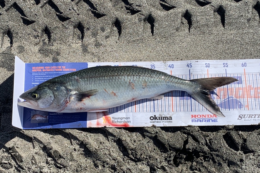 Shannon Millar caught this 50.0cm Kahawai at Papamoa East  during The Hirepool Baitmates Fishing Comp