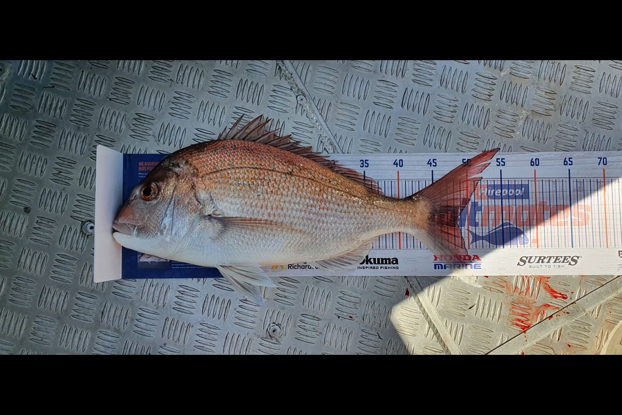 Kevin Johnson caught this 48.5cm Snapper at Manakau during The Hirepool Baitmates Fishing Comp
