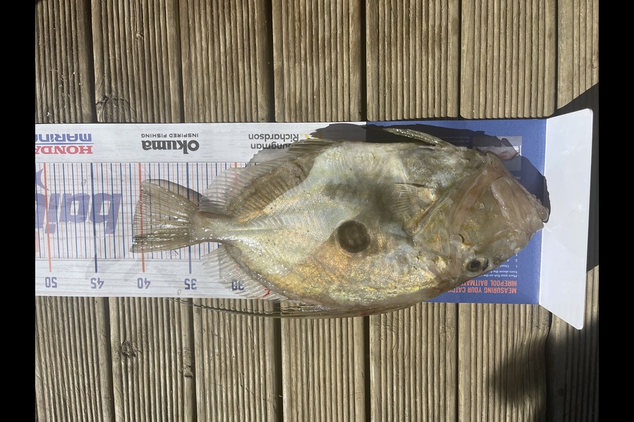 Ritchie Haagh caught this 40.0cm John Dory at Firth of thames during The Hirepool Baitmates Fishing Comp