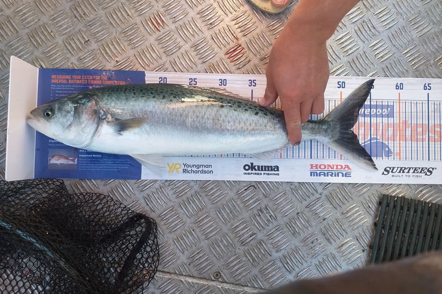 Dylan Ray caught this 51.5cm Kahawai at Golden Bay during The Hirepool Baitmates Fishing Comp