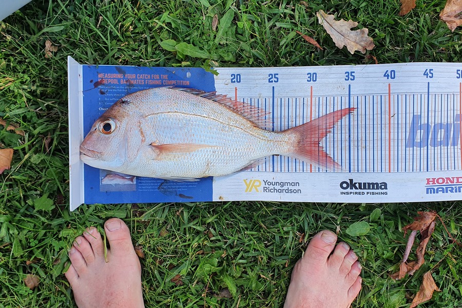 Ã“rlaith Hamill caught this 31.0cm Snapper at Coromandel  during The Hirepool Baitmates Fishing Comp