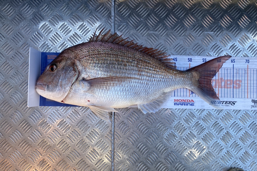 Jason Anderson caught this 57.0cm Snapper at Marlborough Sounds during The Hirepool Baitmates Fishing Comp