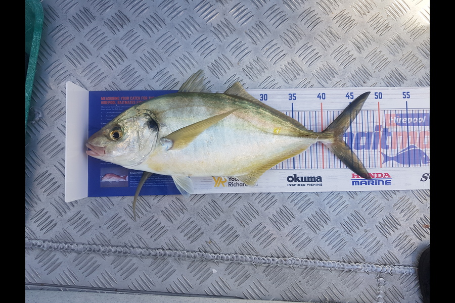 Levi kendall caught this 43.5cm Trevally at New Plymouth  during The Hirepool Baitmates Fishing Comp