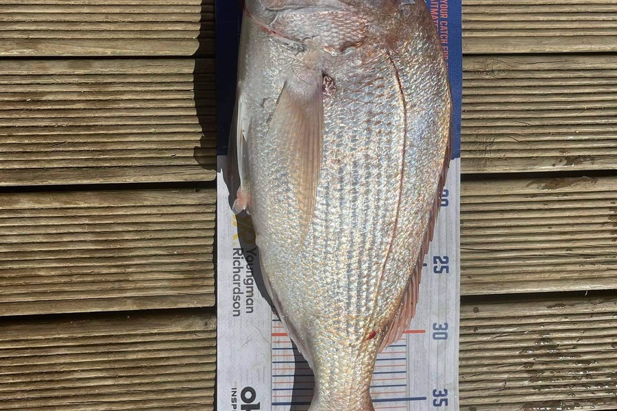 Nicky Cairns caught this 40.5cm Snapper at Firth of Thames  during The Hirepool Baitmates Fishing Comp