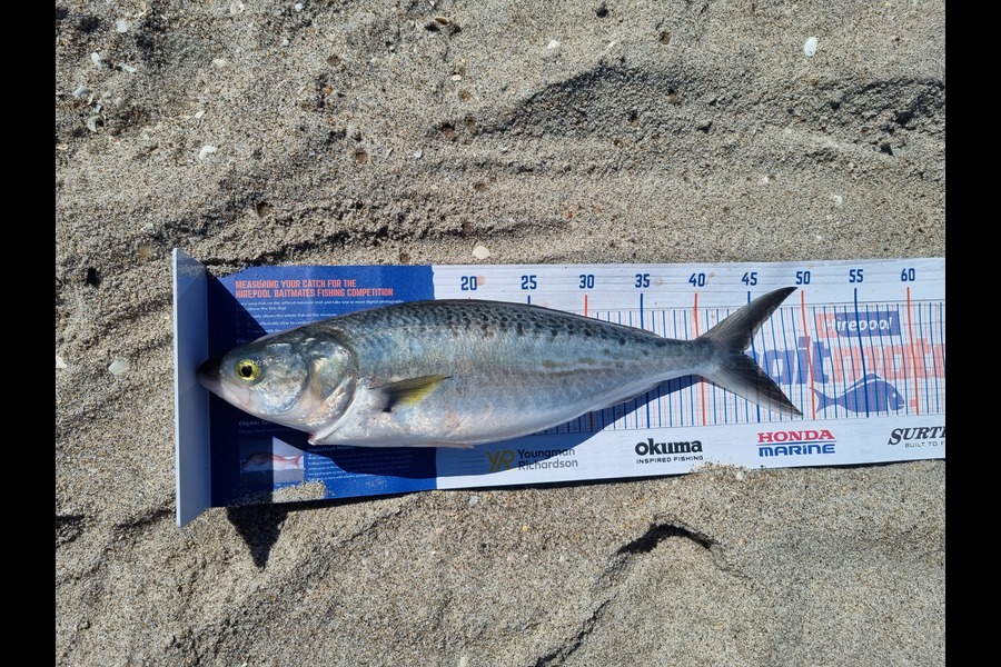 Corban Maplesden caught this 44.0cm Kahawai at Papamoa during The Hirepool Baitmates Fishing Comp