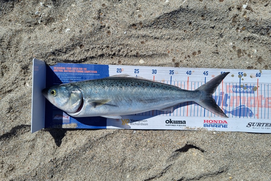 Sam Maplesden caught this 47.0cm Kahawai at Papamoa during The Hirepool Baitmates Fishing Comp
