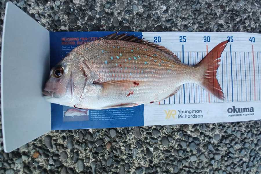 Hugo Blunt caught this 31.5cm Snapper at Wellington Harbour  during The Hirepool Baitmates Fishing Comp