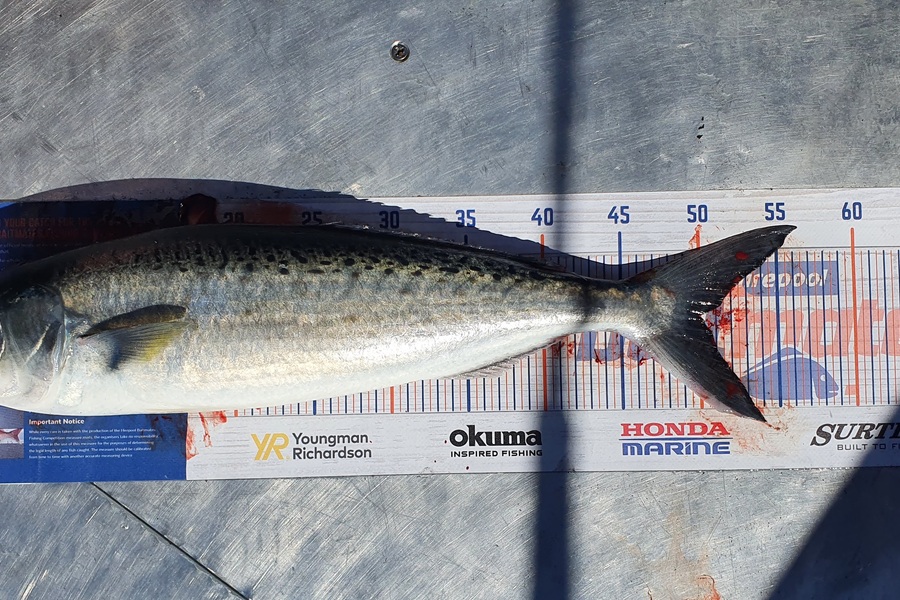 Simon Roberts caught this 50.0cm Kahawai at The Noises during The Hirepool Baitmates Fishing Comp