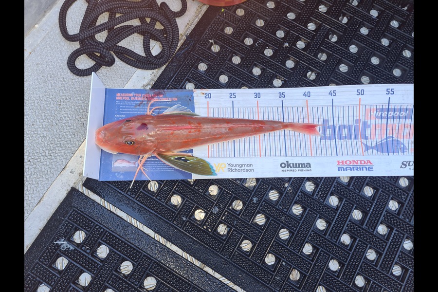 David Kovacs caught this 41.0cm Gurnard at Wellington harbor  during The Hirepool Baitmates Fishing Comp