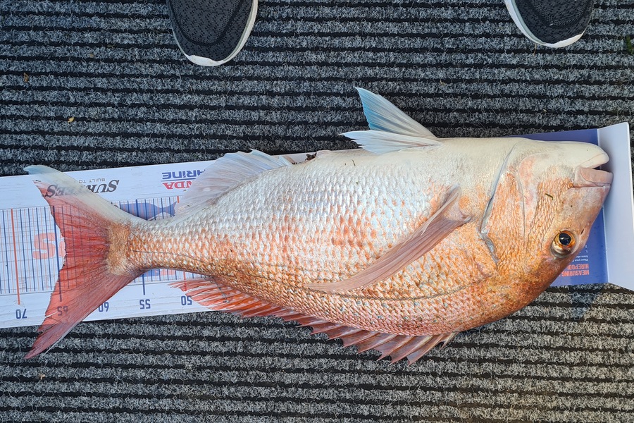 Jacqui Law caught this 64.0cm Snapper at Wanganui during The Hirepool Baitmates Fishing Comp
