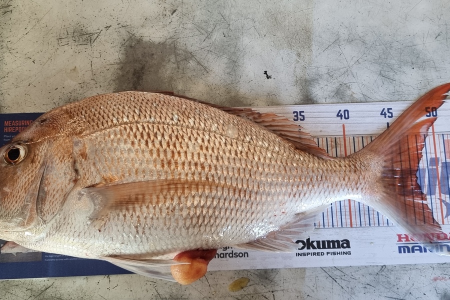 Ian Williams caught this 47.5cm Snapper at manakua harbour during The Hirepool Baitmates Fishing Comp