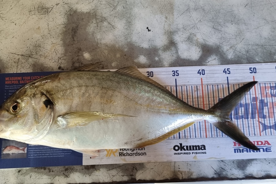 Ian Williams caught this 44.5cm Trevally at manakua harbour during The Hirepool Baitmates Fishing Comp